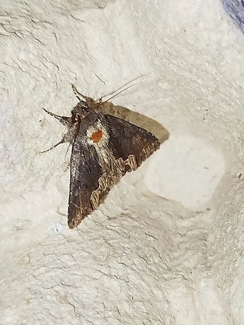 Dypterygia scabriuscula - szurokbarna nyáribagoly