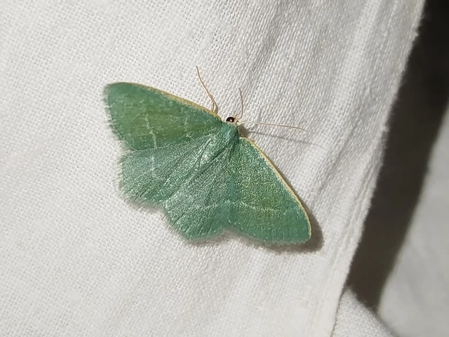 Chlorissa viridata - üdezöld araszoló