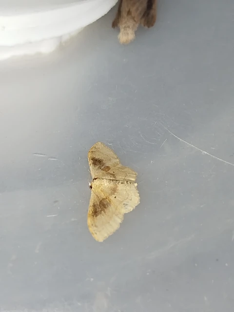 Idaea degeneraria - barnasávos araszoló
