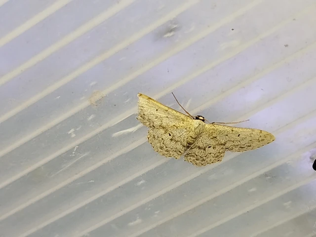 Scopula marginepunctata - pettyes sávosaraszoló