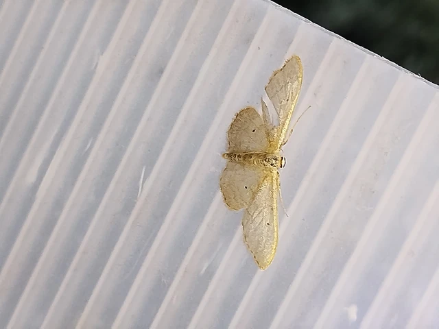 Idaea straminata - szalmasárga sávosaraszoló