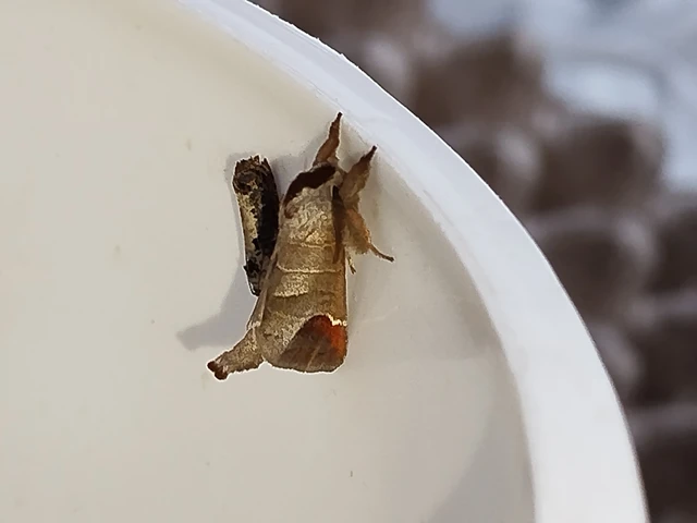 Clostera curtula - rövidszárnyú levélszövő