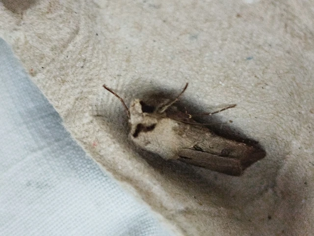 Agrotis exclamationis - felkiáltójeles földibagoly