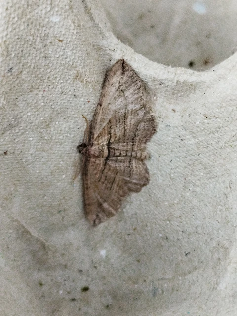 Horisme corticata - barna iszalagaraszoló