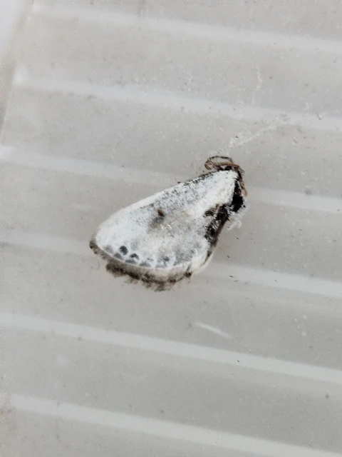 Cilix glaucata - törpe sarlósszövő