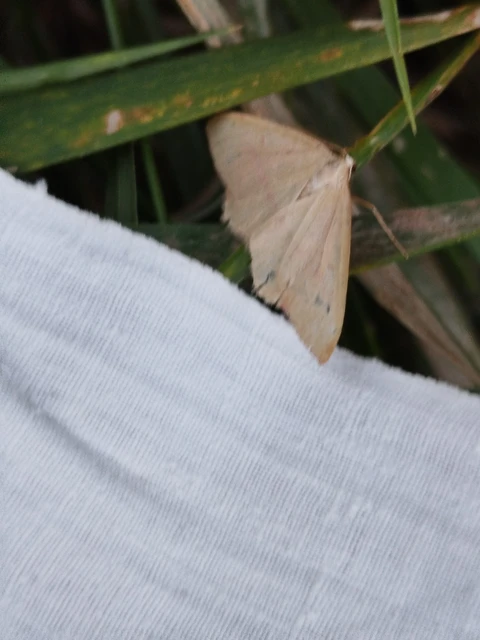 Rhodostrophia vibicaria - pirosszélű araszoló