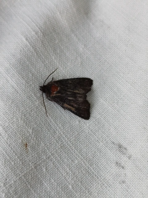 Oligia latruncula - fekete dudvabagoly