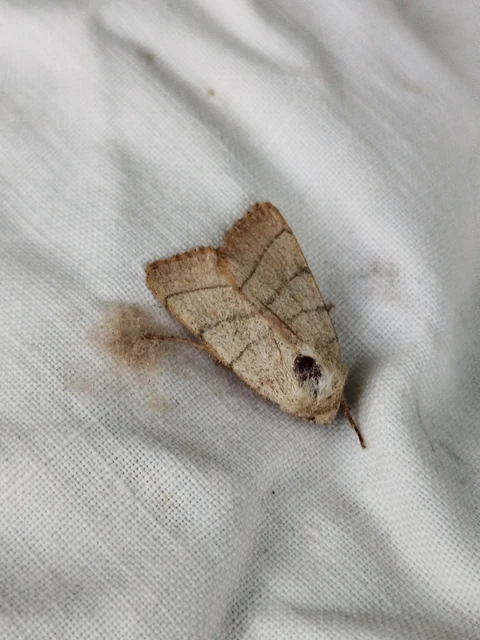 Charanyca trigrammica - háromsávos lombbagoly