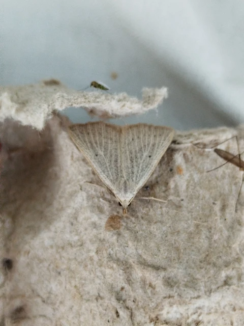 Macrochilo cribrumalis - csontszínű karcsúbagoly