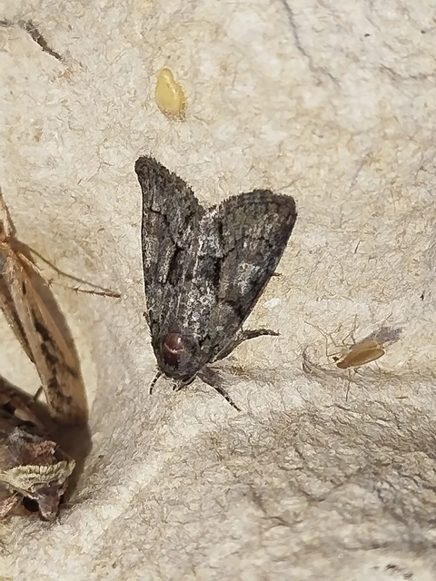 Cryphia fraudatricula - homoki zuzmóbagoly