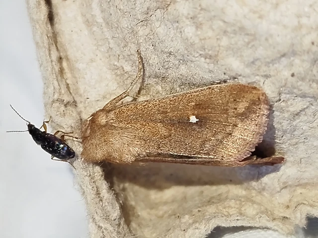 Mythimna albipuncta - fehérpettyes rétibagoly