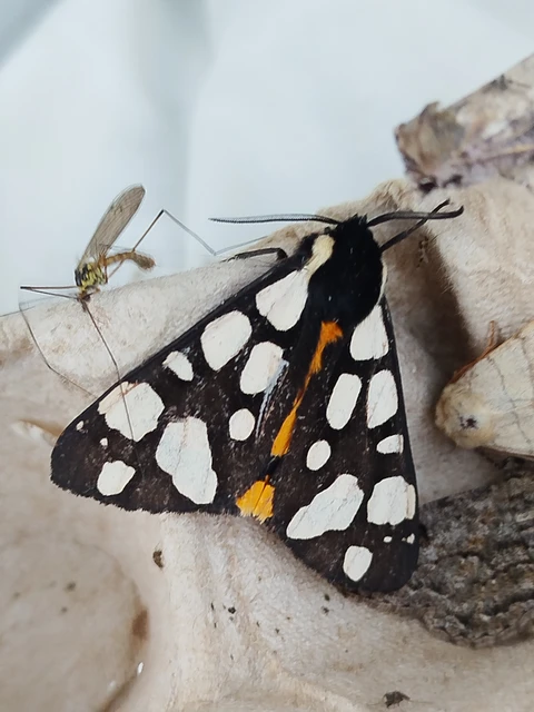 Arctia villica - fekete medvelepke