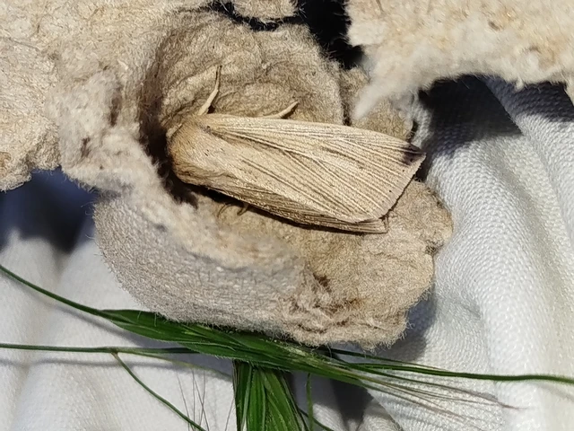 Mythimna straminea - szalmaszínű rétibagoly
