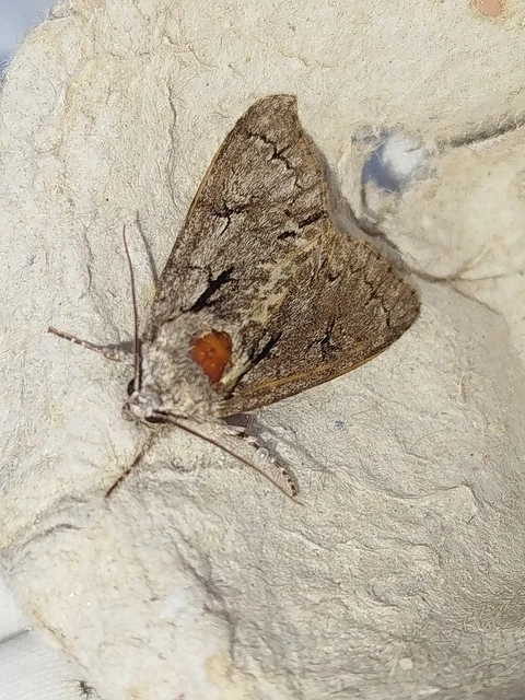 Acronicta cuspis/tridens/psi