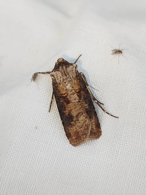Agrotis clavis - zömök földibagoly