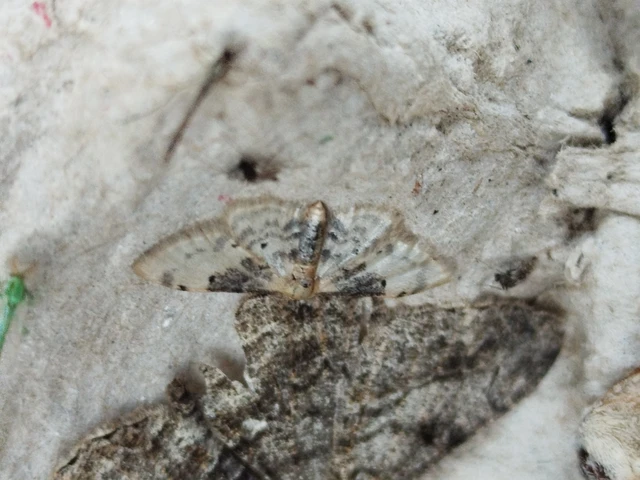 Idaea filicata - sötéttövű apróaraszoló