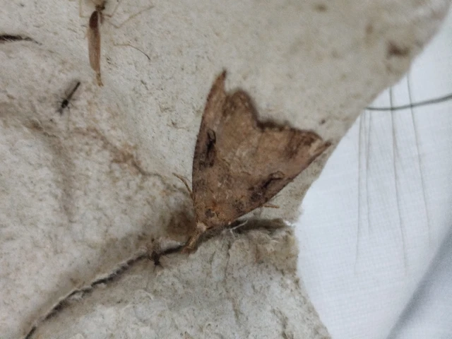 Hypena rostralis - közönséges karcsúbagoly