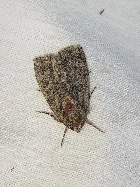Acronicta rumicis - sóska-szigonyosbagoly Acronicta rumicis - sóska-szigonyosbagoly