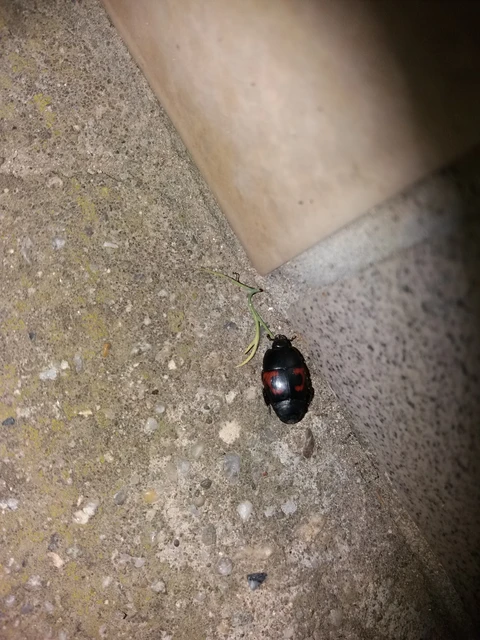 Hister quadrimaculatus - közönséges sutabogár