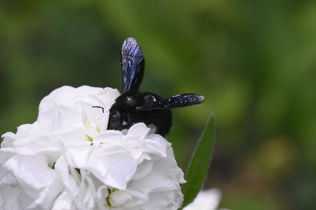 Xylocopa valga - gyakori fadongó