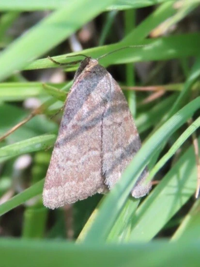 Acosmetia caliginosa - imolabagoly