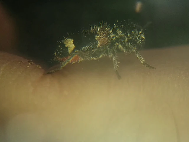 Clerus mutillarius - feketenyakú szúfarkas