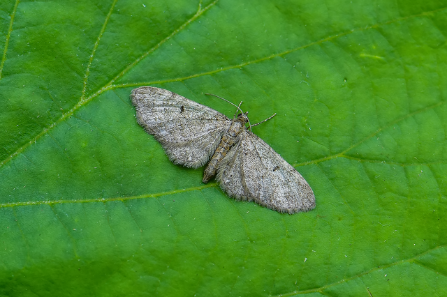 Eupithecia