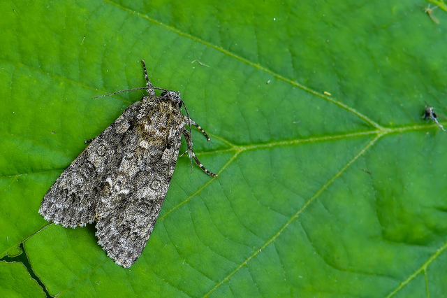 Acronicta rumicis - sóska-szigonyosbagoly Acronicta rumicis - sóska-szigonyosbagoly
