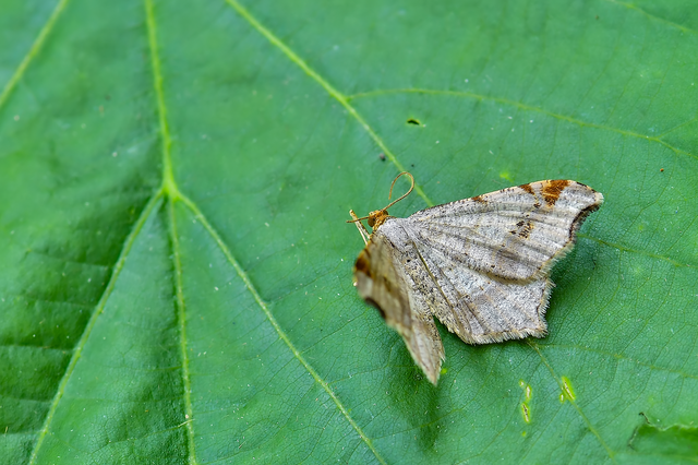 Macaria alternata - közönséges szürkearaszoló