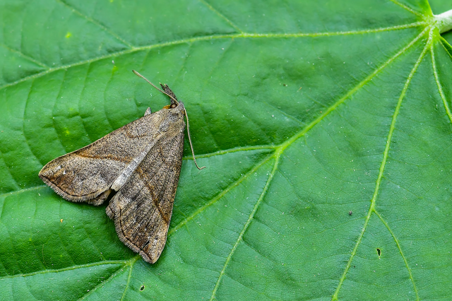 Hypena proboscidalis - ormányos karcsúbagoly