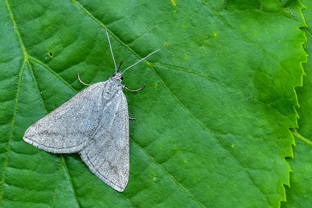 Lithostege griseata - szürke araszoló