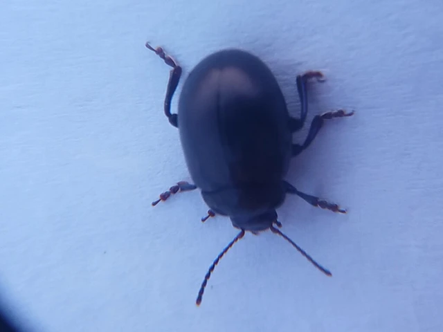 Chrysolina sturmi - vöröslábú levelész