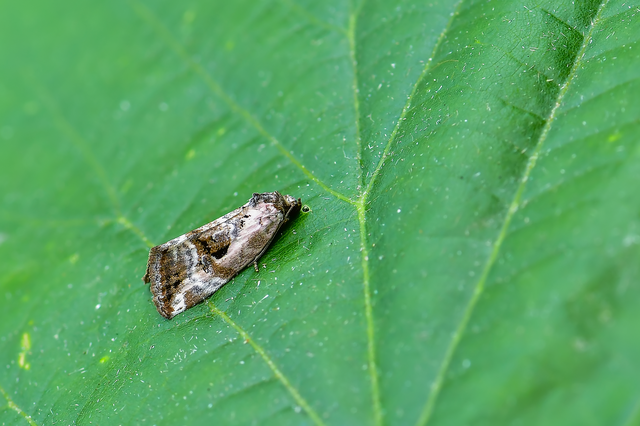 Hapalotis venustula - rózsaszínű mázasbagoly