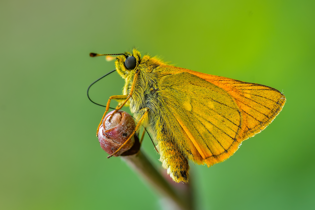 Ochlodes sylvanus - erdei busalepke