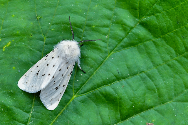 Spilosoma lubricipedum - tejszínű medvelepke