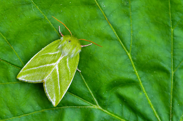 Pseudoips prasinana - bükkfa-zöldbagoly