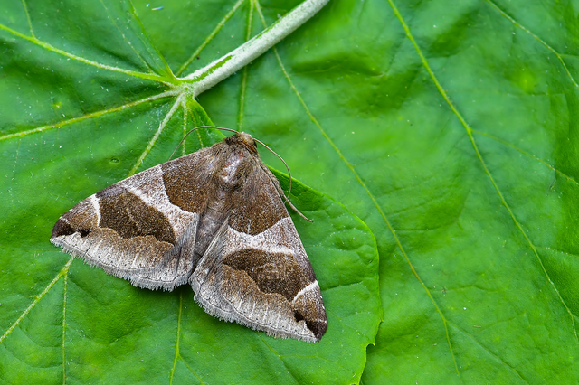 Dysgonia algira - déli porcelánbagoly