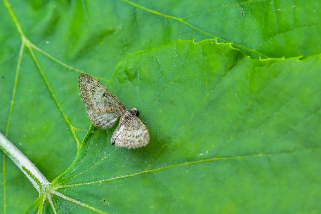Eupithecia dodoneata - tölgy-törpearaszoló