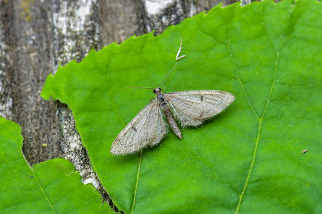 Eupithecia indigata - erdeifenyő-törpearaszoló
