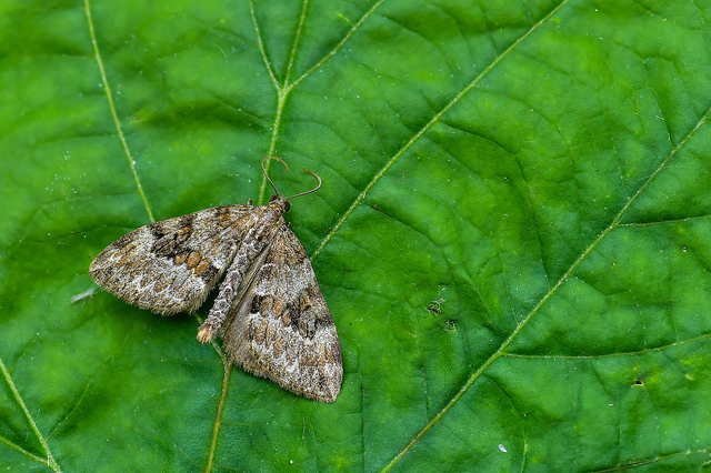 Thera variata/britannica