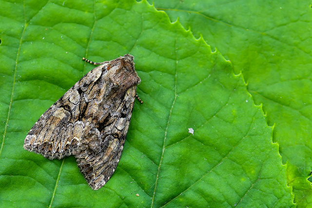 Lacanobia thalassina - borbolya-kertibagoly