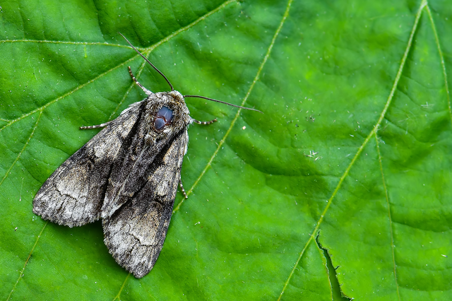 Acronicta alni - éger-szigonyosbagoly