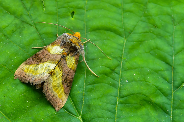 Diachrysia chrysitis - aranybagoly Diachrysia chrysitis - aranybagoly