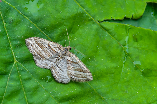 Costaconvexa polygrammata - soksávú araszoló