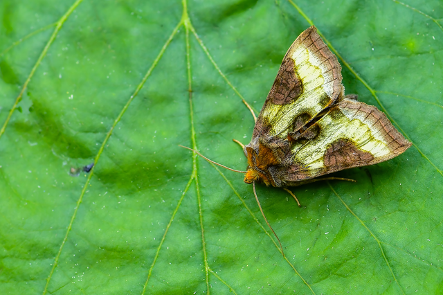 Diachrysia chrysitis/stenochrysis