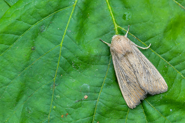 Leucania obsoleta - pontozott rétibagoly