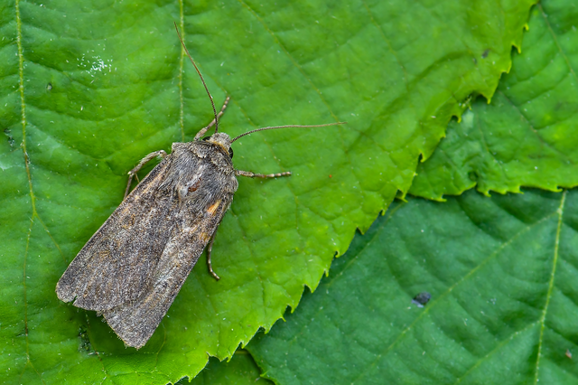 Agrotis segetum - vetési földibagoly