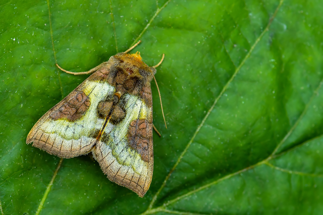 Diachrysia stenochrysis - rejtőző aranybagoly