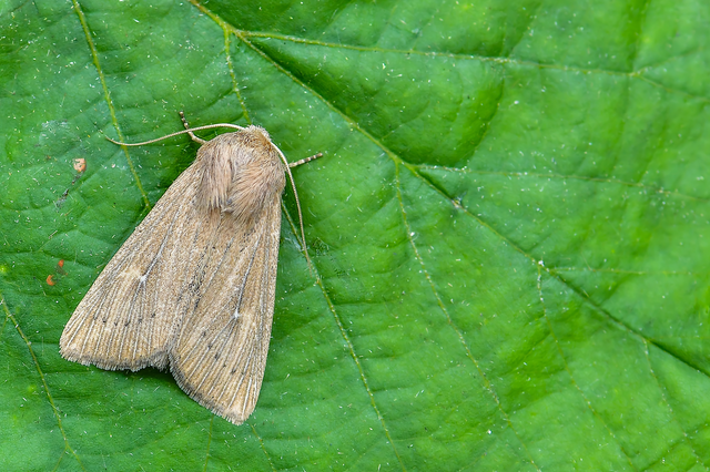 Leucania obsoleta - pontozott rétibagoly