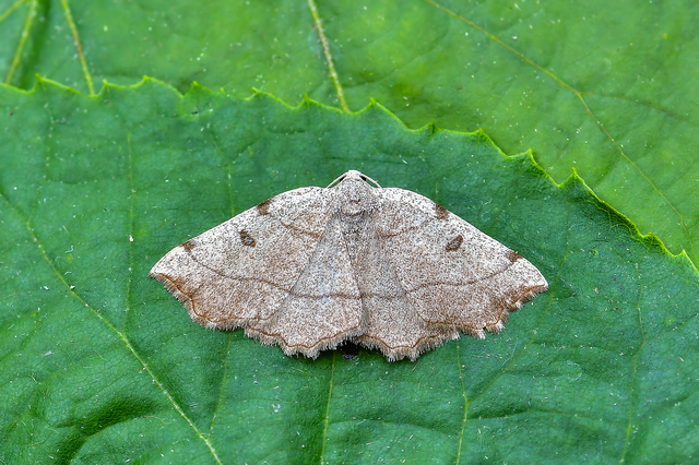 Eilicrinia trinotata - háromjegyű araszoló